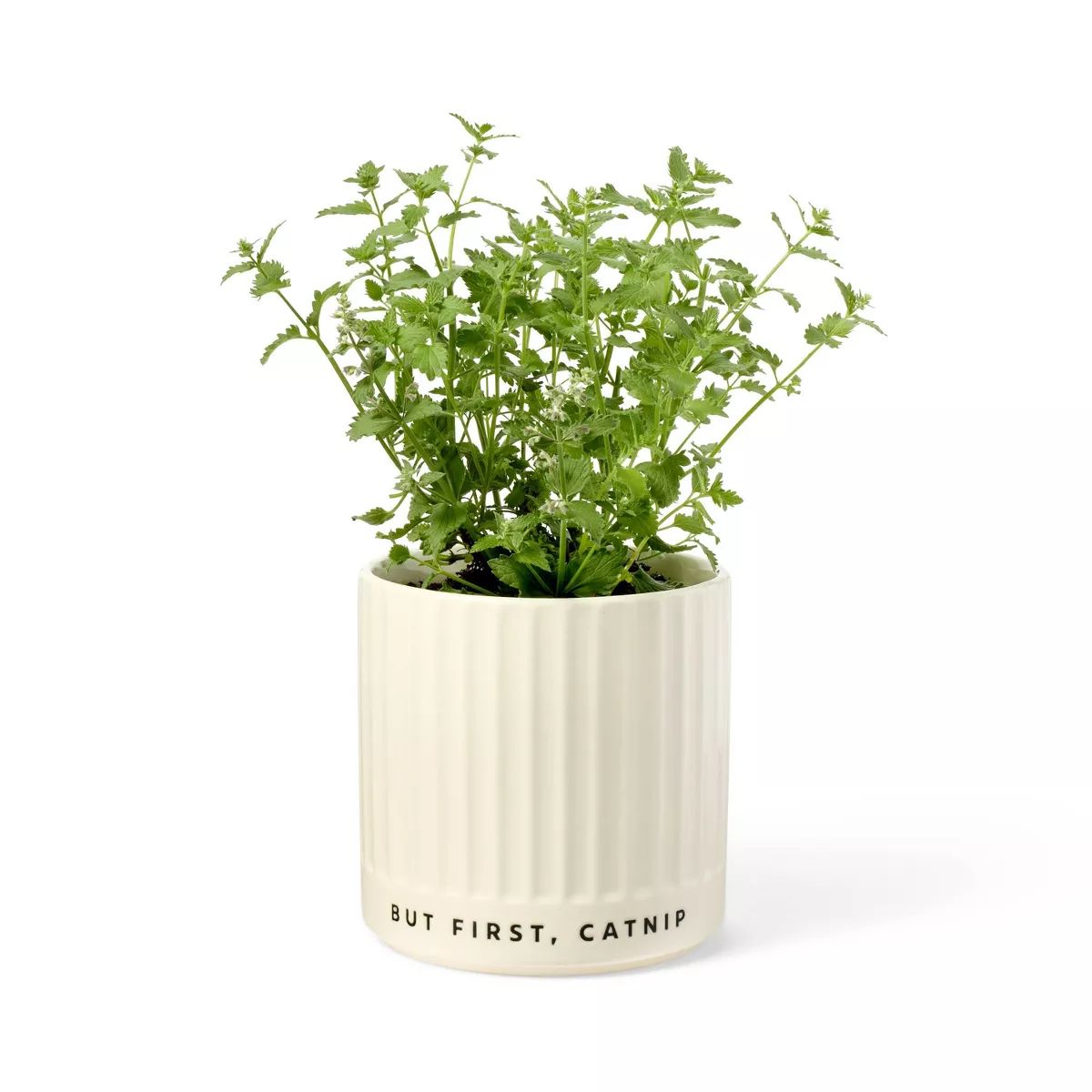 Catnip Planter - The Cuddle Collab with Zelda, Titus & Brave | Target