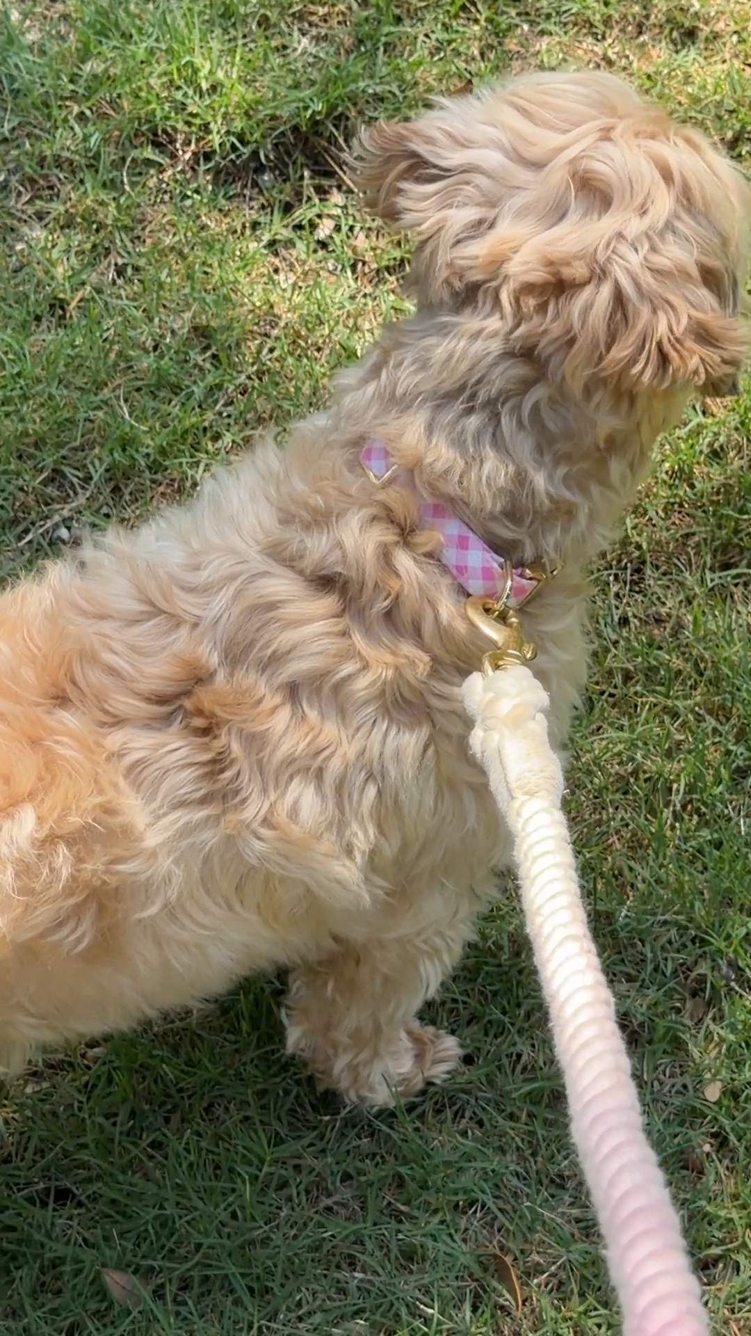 Because every fur baby deserves some cute neck bling!

#LTKdayinmylife