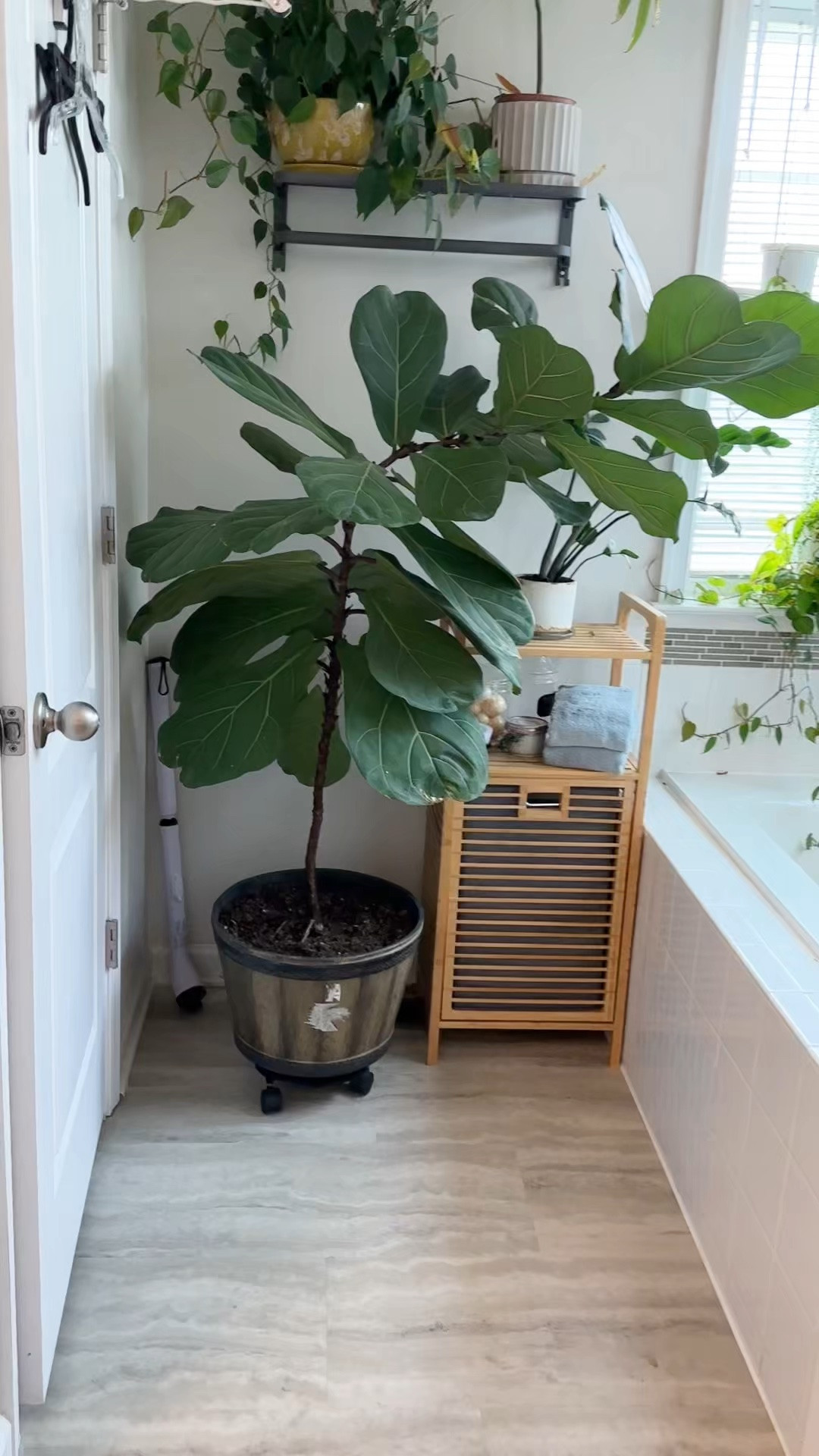 Propagating FLF Tree 
#plantparent

#LTKstorytime #LTKHome