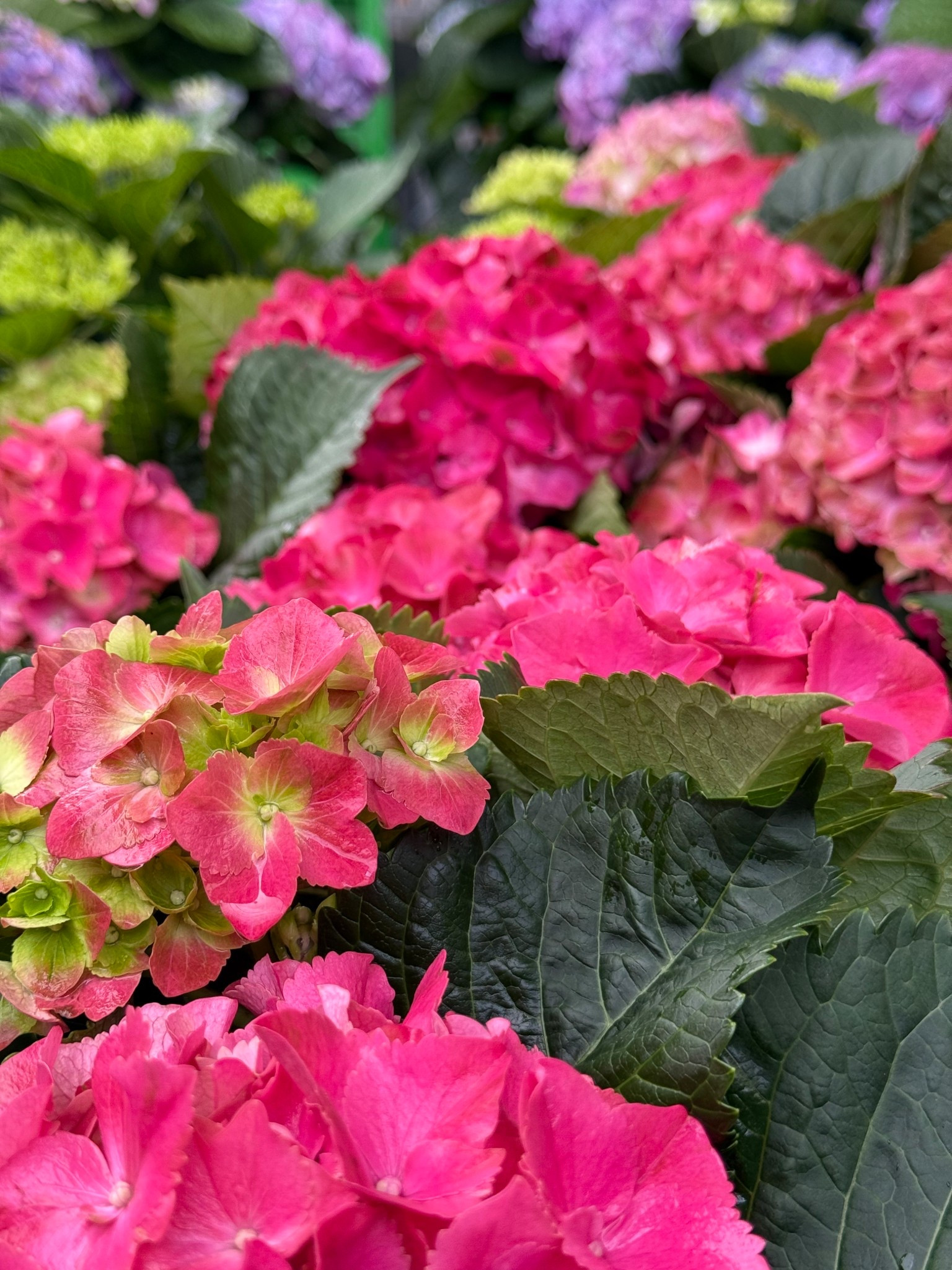 I was shopping for plants and these made me gasp! I love hydrangeas, but these are just beyond. 🪴

Gorgeous, vivid colors and not the traditional shades. They’re absolutely stunning! I’m in Miami so I plant mine in pots which makes them easy to bring in (in case of a hurricane).

#hydrangeas #purplehydrangea #patiogarden #raspberryhydrangea #containergarden #homedepot #containergardening #patioplants

#LTKHome #LTKSeasonal