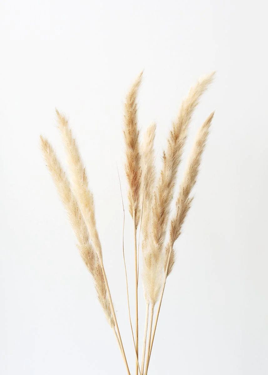 Pack of 6 - Smooth Natural Tan Pampas Grass - 25-29.5" | Afloral (US)
