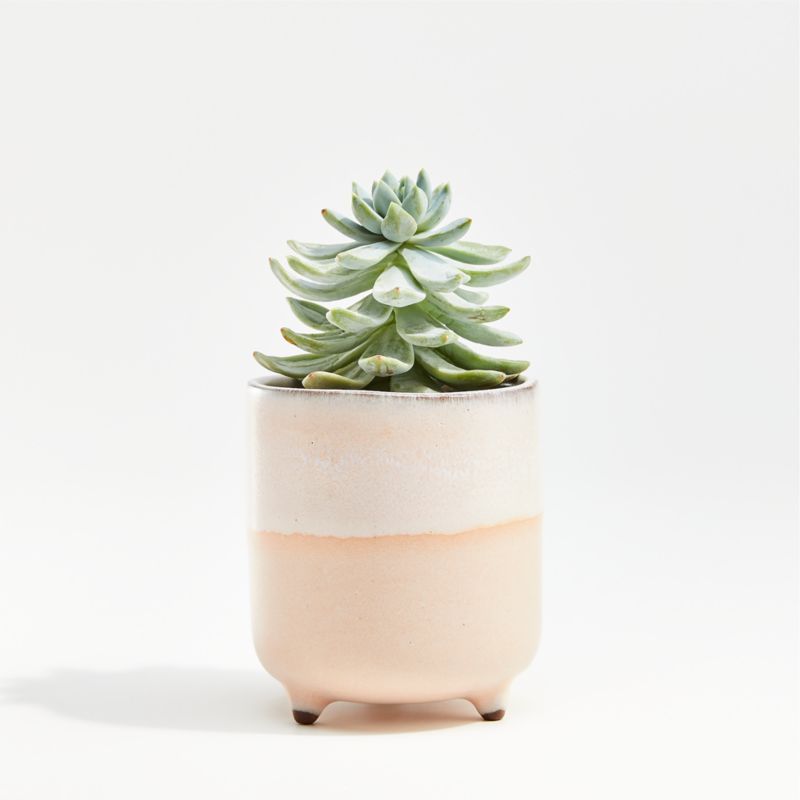 Zea Mini Blush Footed Planter + Reviews | Crate and Barrel | Crate & Barrel