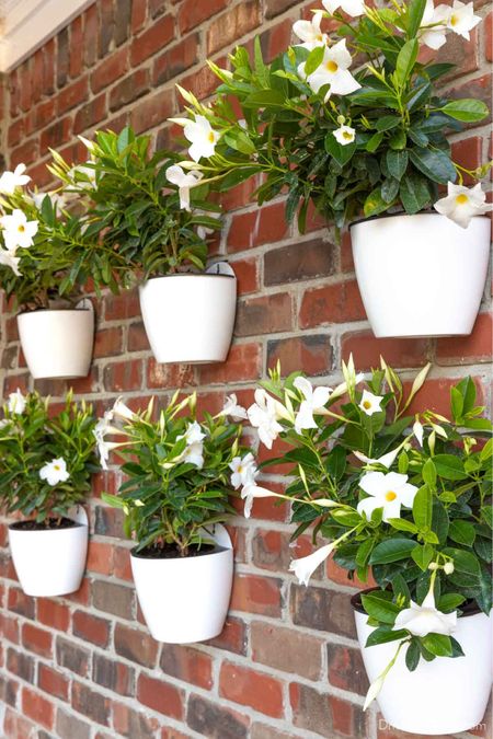 These flat backed white hanging planters transformed the look of our back porch! And they’re self watering which makes plant care so easy! On sale!

Porch decor, patio decorr

#LTKsalealert #LTKhome #LTKfindsunder50