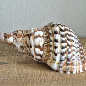 Sea Shell  Atlantic Whelk Shell 7-8  Polished Large | Etsy | Etsy (US)