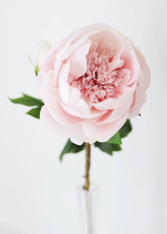 Silk Peony in Light Pink - 24 | Afloral (US)