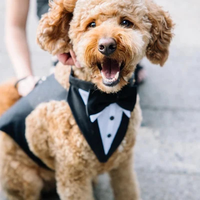 Large Gray Dog Wedding Tuxedo With Your Choice of Color of Bow Tie ,ringbearer Tuxedo, Formal Dog... | Etsy (US)