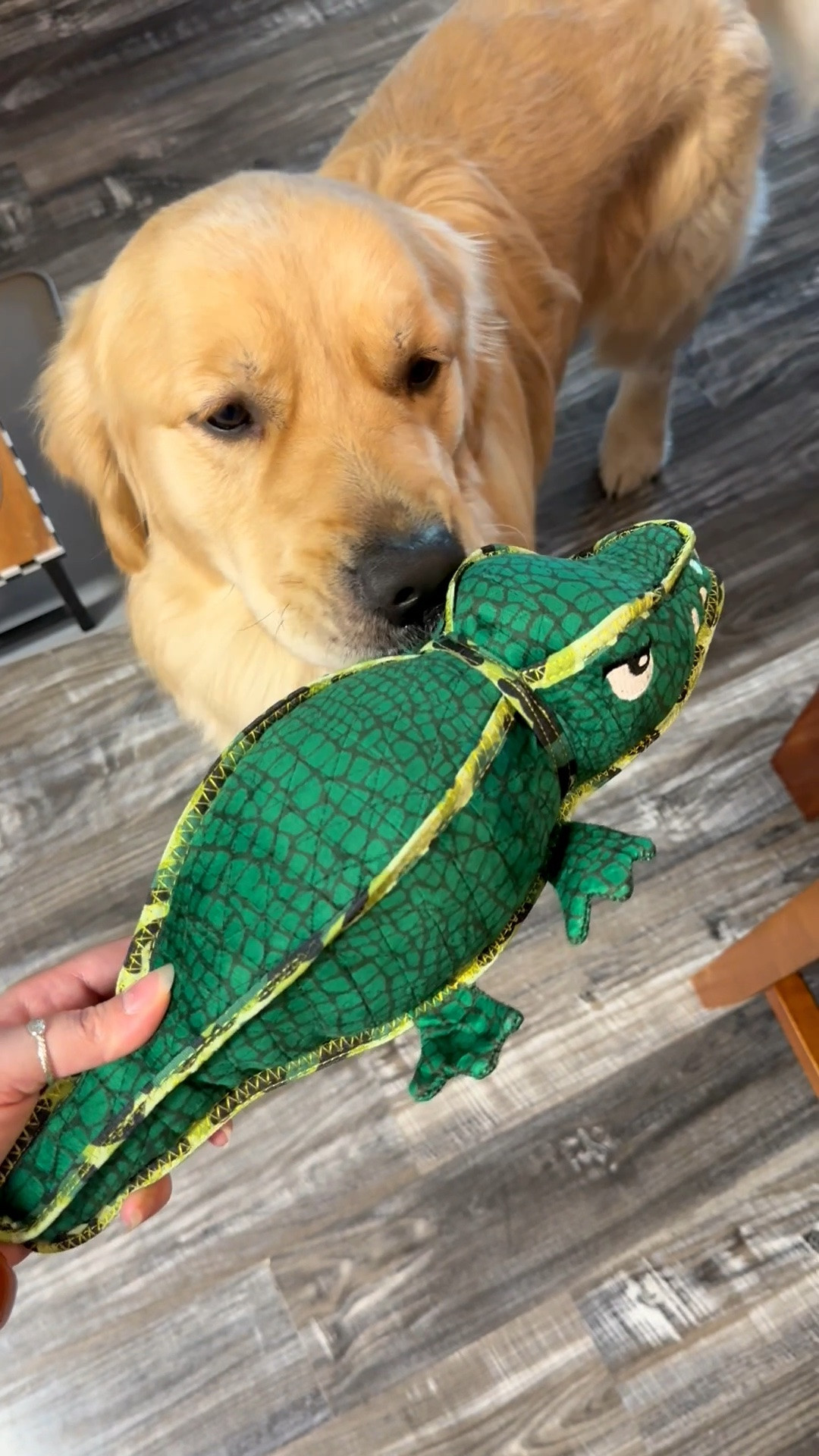 Cooper loves his new 🐊 toy and that makes me so happy🤩 #LTKpets #LTKdogmom 


Dog mom things / dog mom life / golden retriever things

#LTKdayinmylife #LTKHome