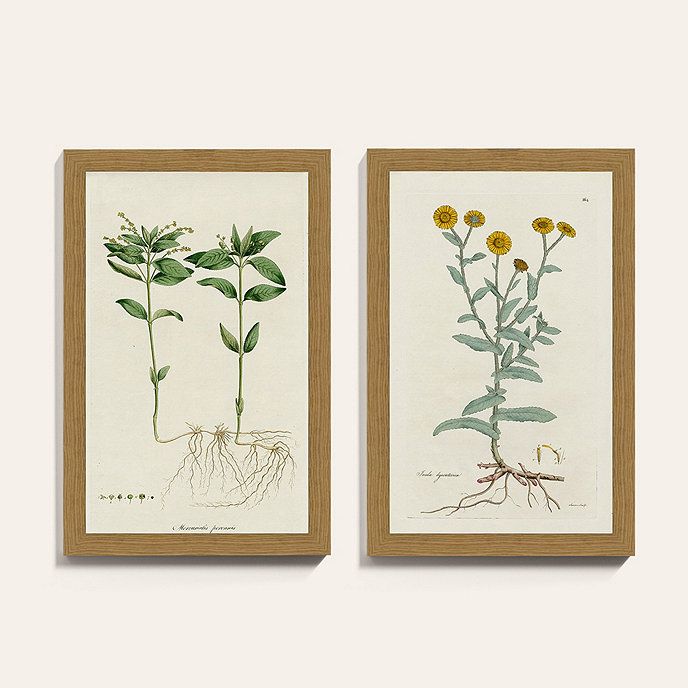 New Growth Framed Art | Ballard Designs, Inc.