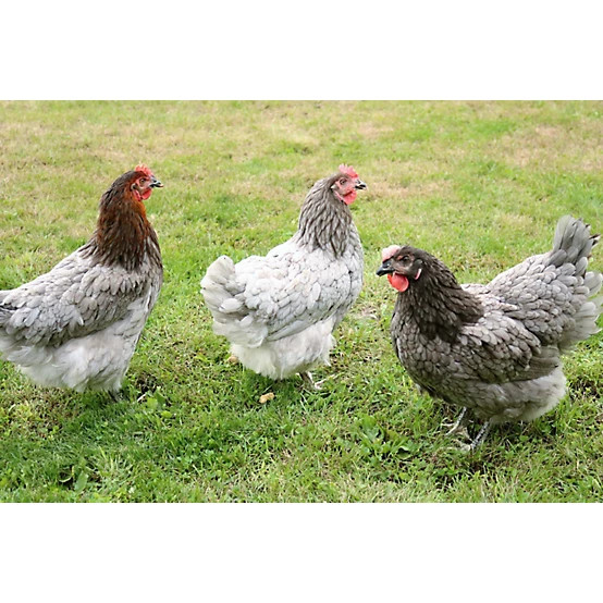 Hoover's Hatchery  Live Sapphire Gem Chickens, 10 ct. Baby Chicks | Tractor Supply