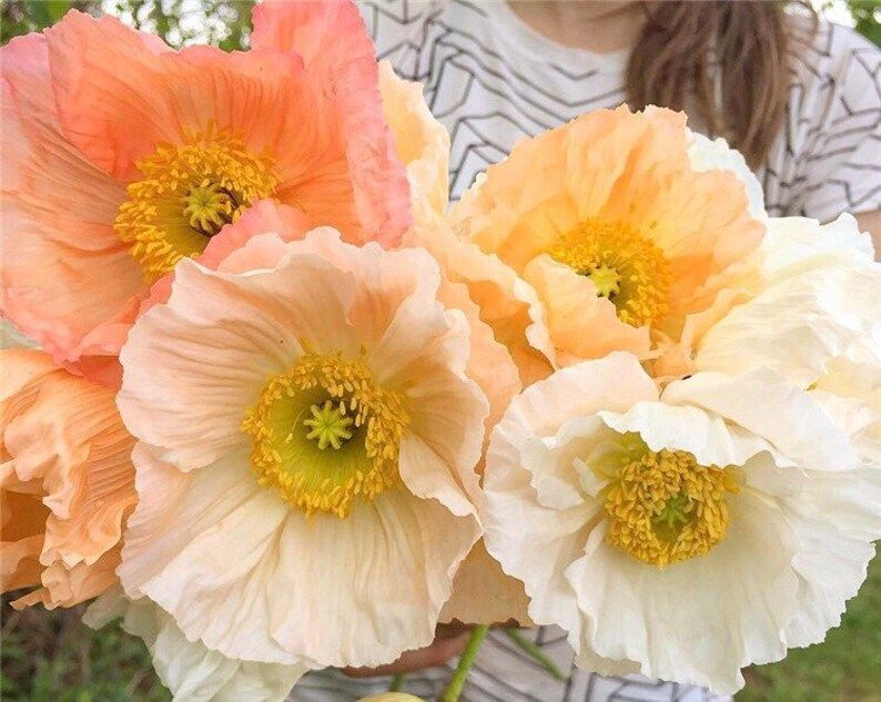 50 seeds Large cup shaped mix Iceland Poppies Seed “cool weather “ | Etsy (US)