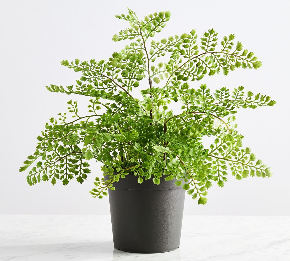 Faux Potted Maidenhair Fern, 16&amp;quot;H | Pottery Barn (US)