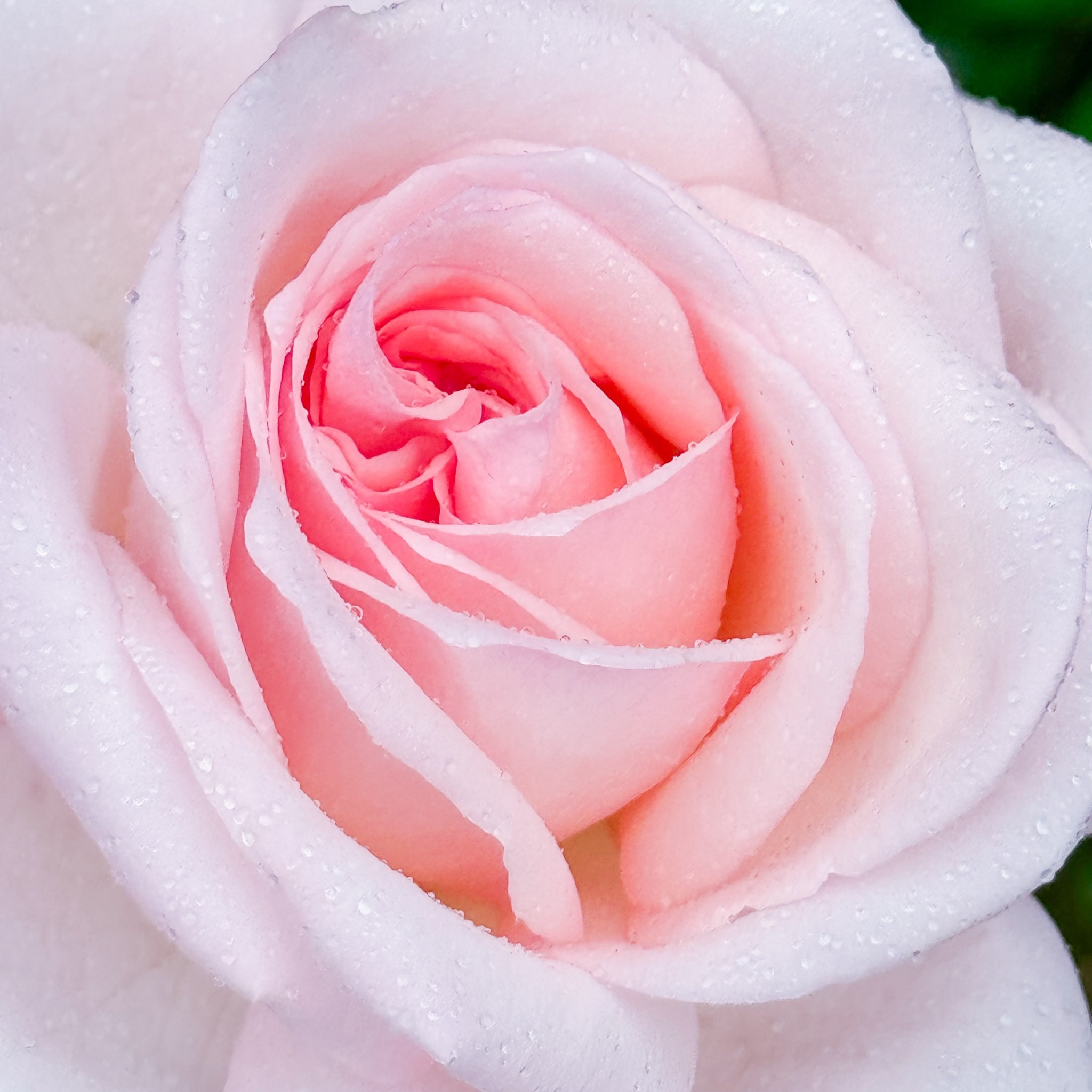 Pink O’Hara wasn’t an easy one for me. But I stick it out. And man I am glad I did  

#LTKSeasonal #LTKOver40 #LTKHome