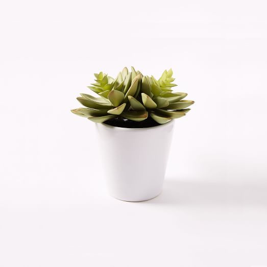 Faux Succulent - Echeveria | West Elm (US)