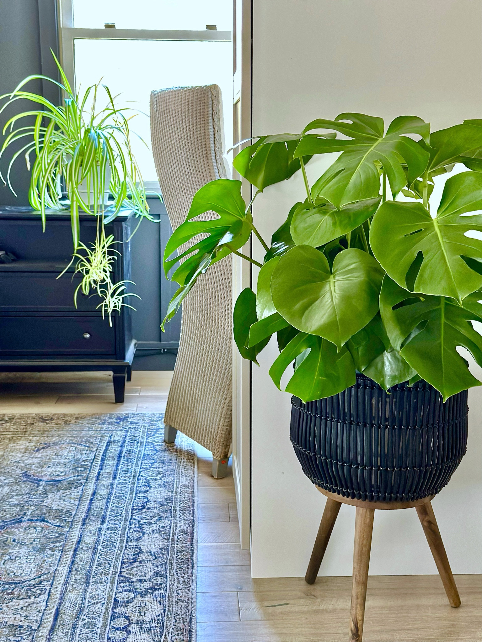 Black night stands from Wayfair, my favorite Loloi Rug and this black/wood plant stand. #bedroommakeover #moodybedroomdecor #nightstands 

#LTKStyleTip #LTKSaleAlert #LTKHome