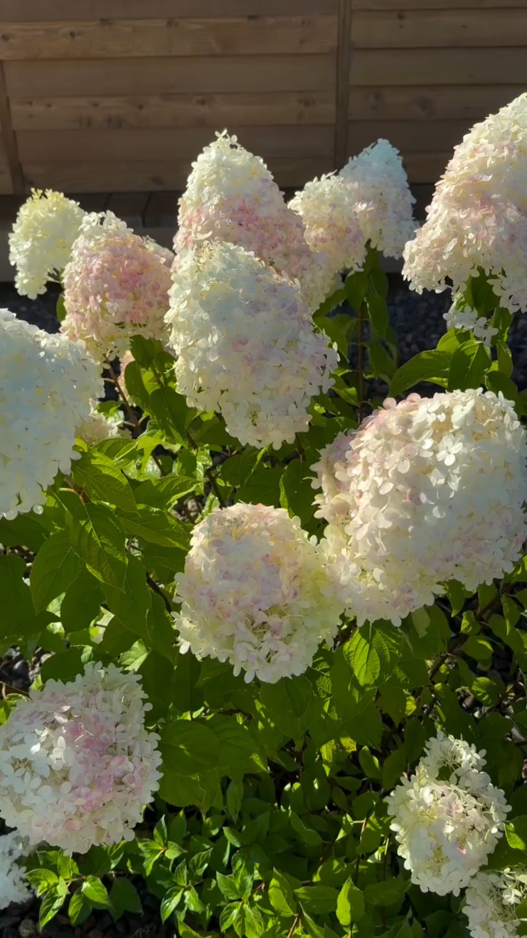 A greenhouse wrapped in hydrangeas? Yes please! 🩷

#midwestgarden #hydrangea #hedge #hydrangeahedge