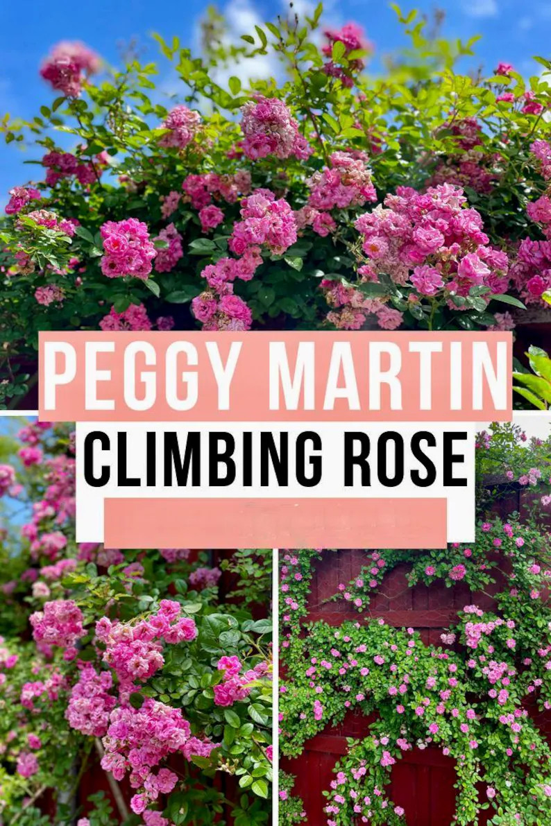 Peggy Martin Pink Climbing Rose Bush is the official state rose of LA. Designated by the LA Legis... | Etsy (Global)