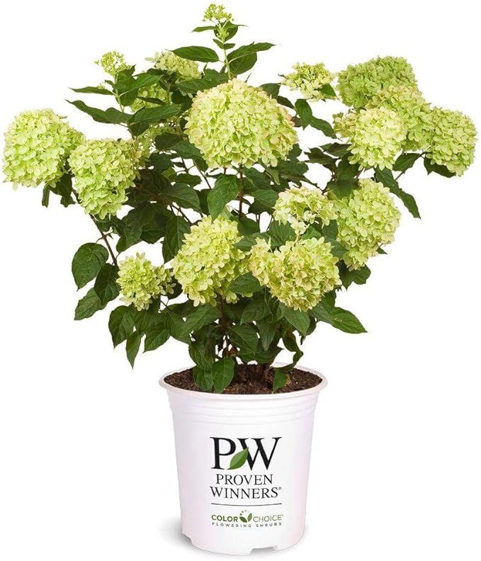 Proven Winner Little Lime Hydrangea 2 Gal, Green to Pink Blooms | Amazon (US)