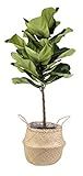 Costa Farms Live Ficus Lyrata, Fiddle-Leaf Fig, Indoor Tree, 4-Feet Tall, Ships in Seagrass Basket,  | Amazon (US)