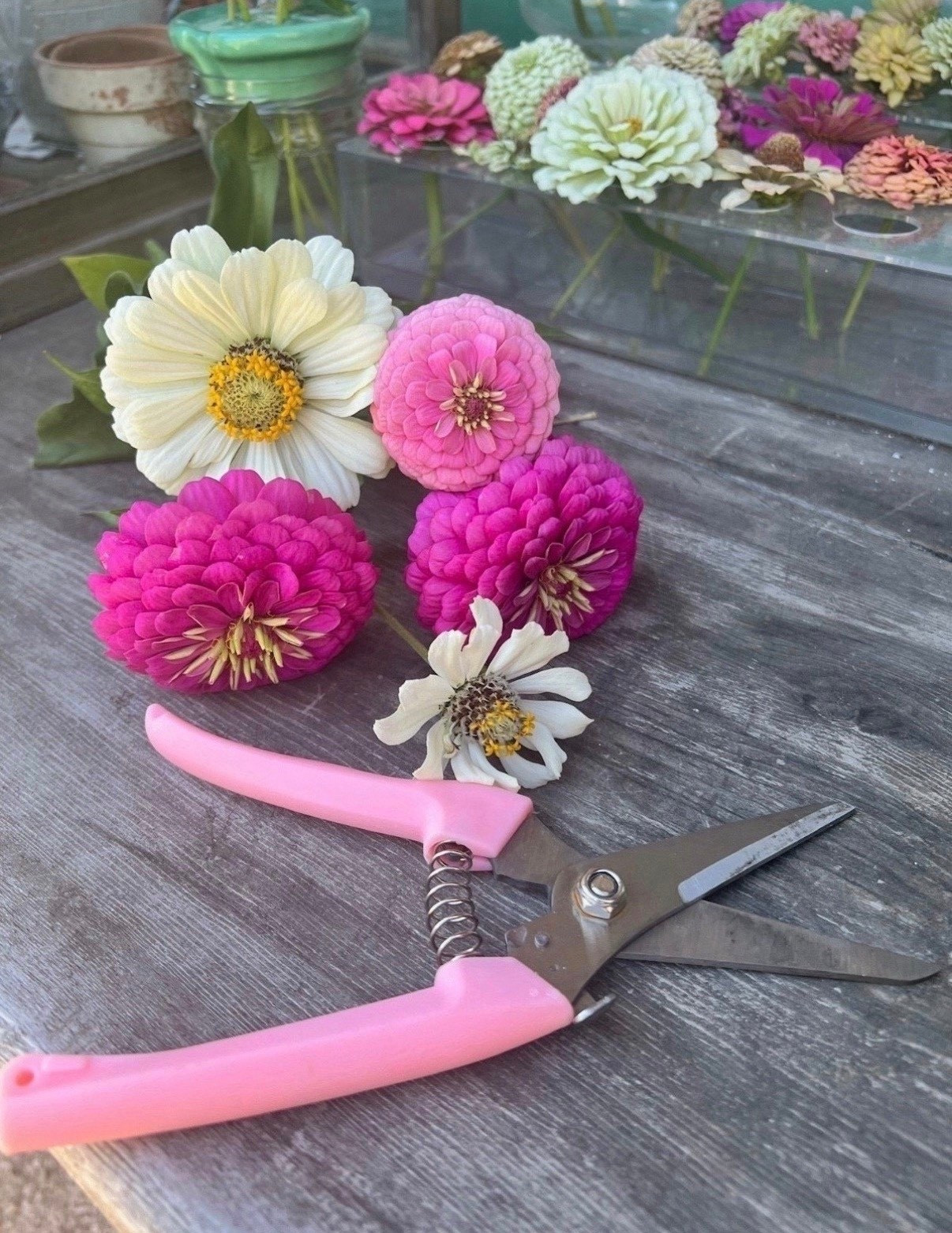 My favorite lazy girl garden shears 💖 Of course, I HAD to grab them in pink but they come in a ton of other colors as well 🌸





#LTKSeasonal #LTKHome #LTKSaleAlert