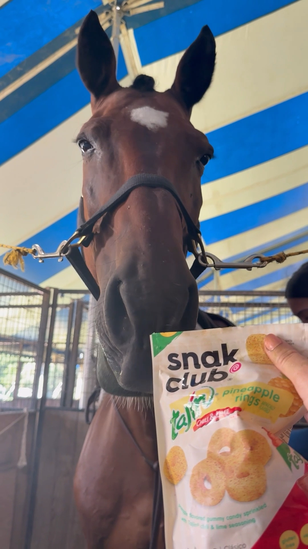Looking for a stocking stuffer (horse or human)? Butters recommends Snak Club snacks! 

#LTKGiftGuide #LTKHoliday #LTKfoodie