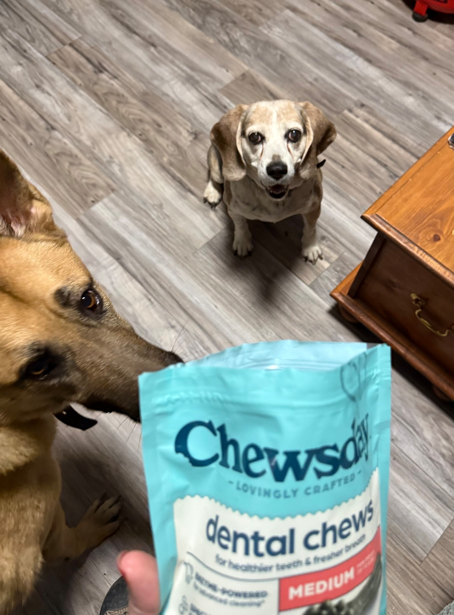 Very strong mint scent and the dogs love the flavor #pets #dogs #dogtreats #pethalth #ltkpets 