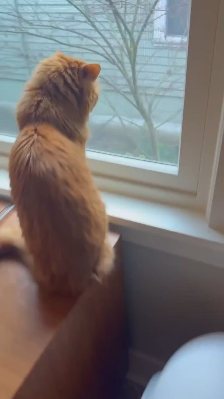 Will This oversized Automatic Litter Box Make Your Life EASIER? #ad