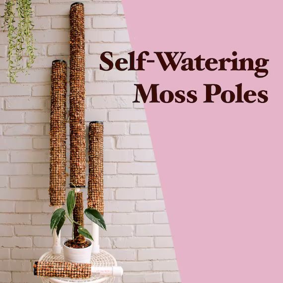 Self-Watering Moss Poles | Now in TWO colors! LECA compatible | Custom Sizes and Extensions Avail... | Etsy (US)