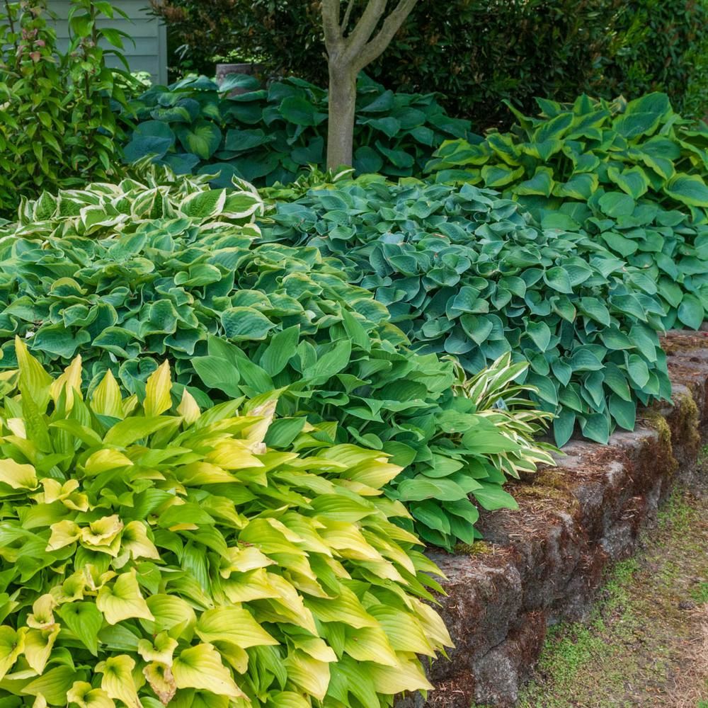 Spring Hill Nurseries Super Hosta Plant Mixture Live Bareroot Perennial Plants Multi-Colored Foliage | The Home Depot