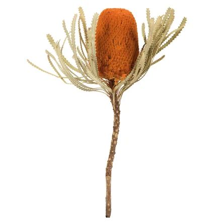 12" Jumbo Banksia Flower with Stem Dried | Wayfair Professional