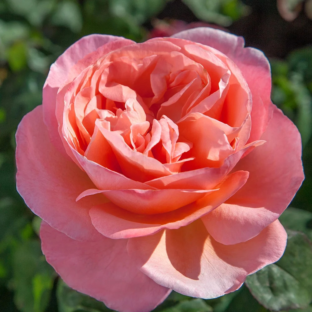Heirloom Roses Live Hybrid Tea - Sweet Mademoiselle™ Hybrid Tea Roses - Walmart.com | Walmart (US)