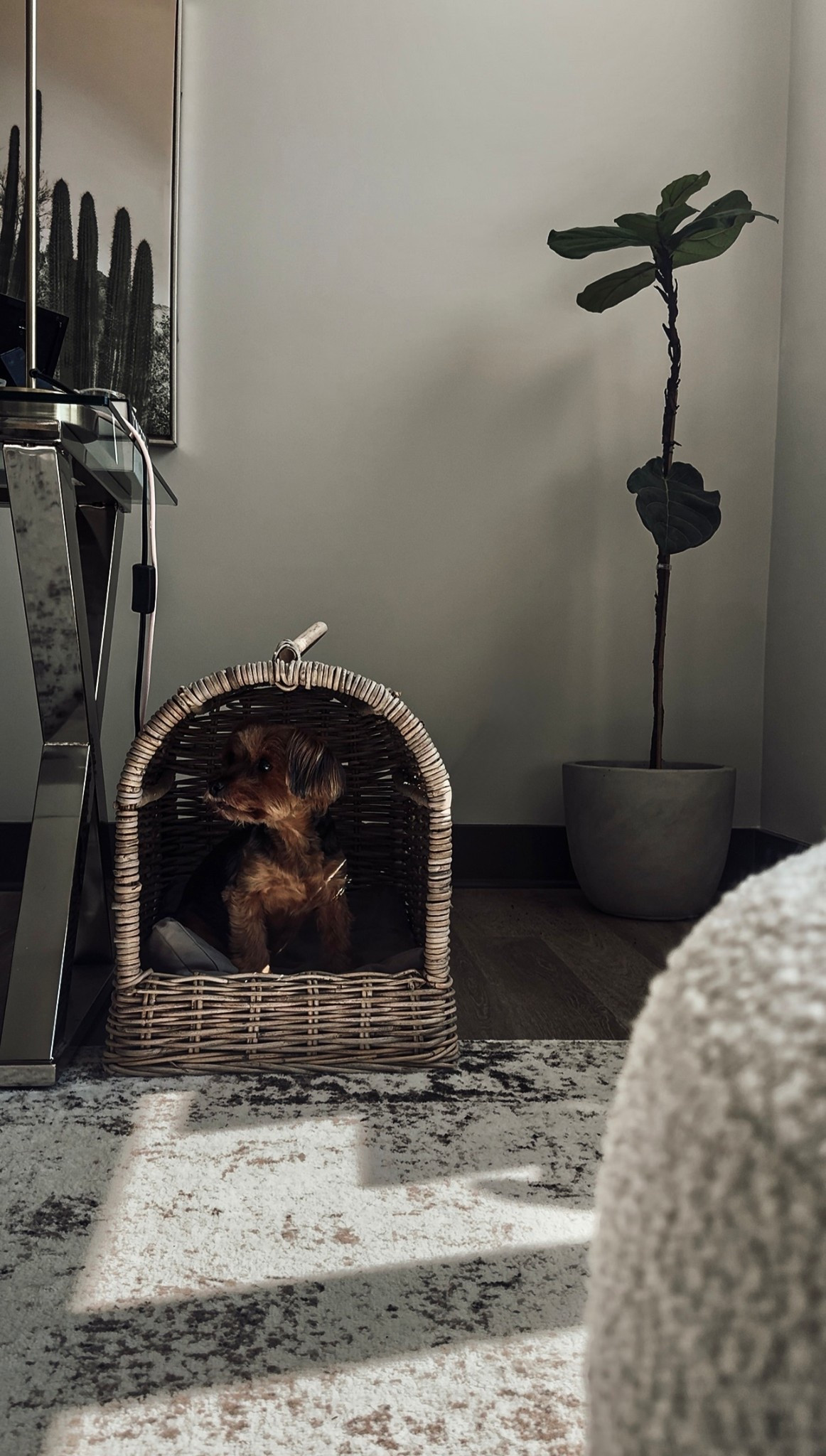 Spring Dog Canopy Wicker Bed

Scroll to shop.

#LTKPet

#LTKBeauty #LTKHome