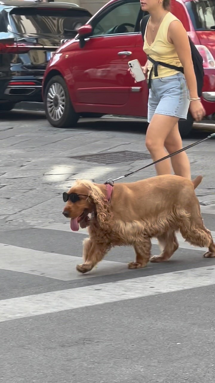 Today’s Italian street style star is a bit different than usual. It’s a fact that Florentines are huge dog lovers, but this is the first pup I’ve seen sporting sunglasses as chic as those worn by its owner.

#dogue #dogueitalia