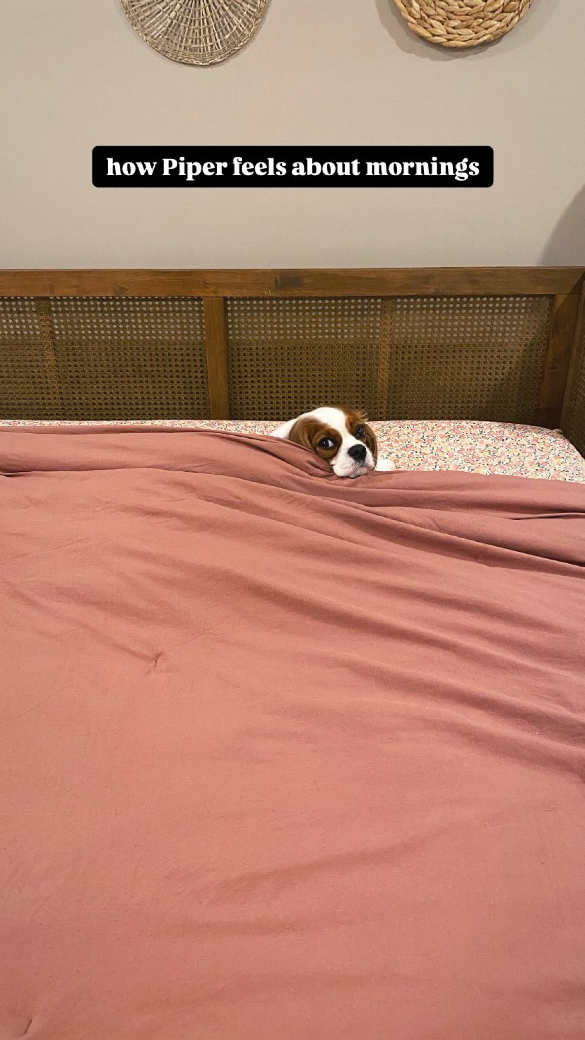 how Piper feels about mornings