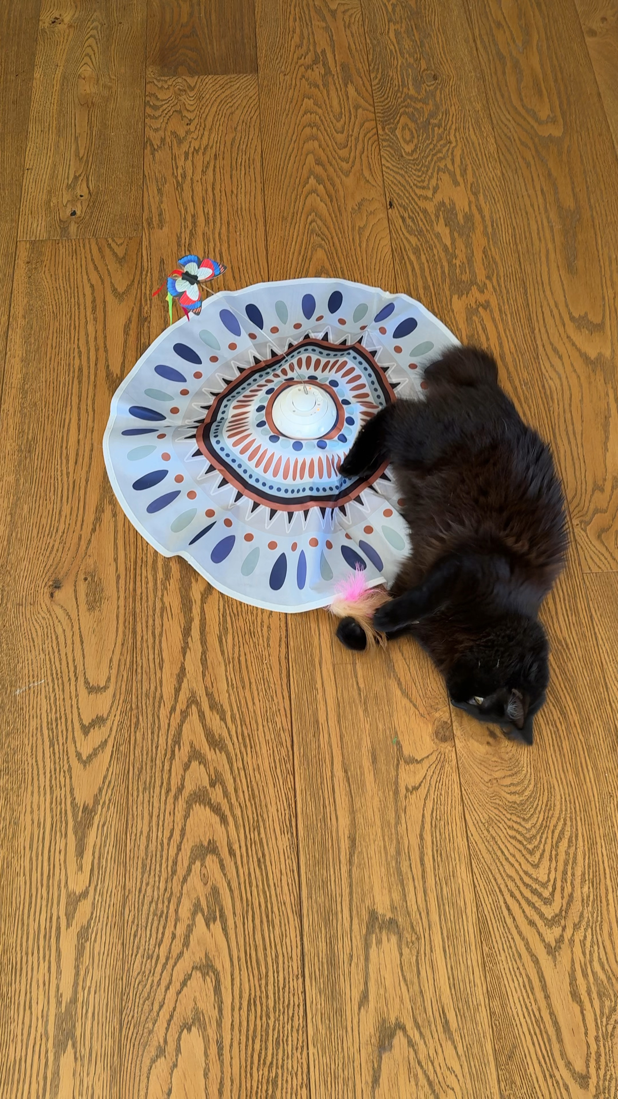 Boo’s favorite cat toy 

#LTKHoliday #LTKGiftGuide #LTKHome