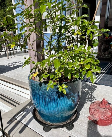 I truly enjoy spending time outside on the deck, and this glazed flower pot is one of my favorites.  


#LTKSeasonal #LTKHome