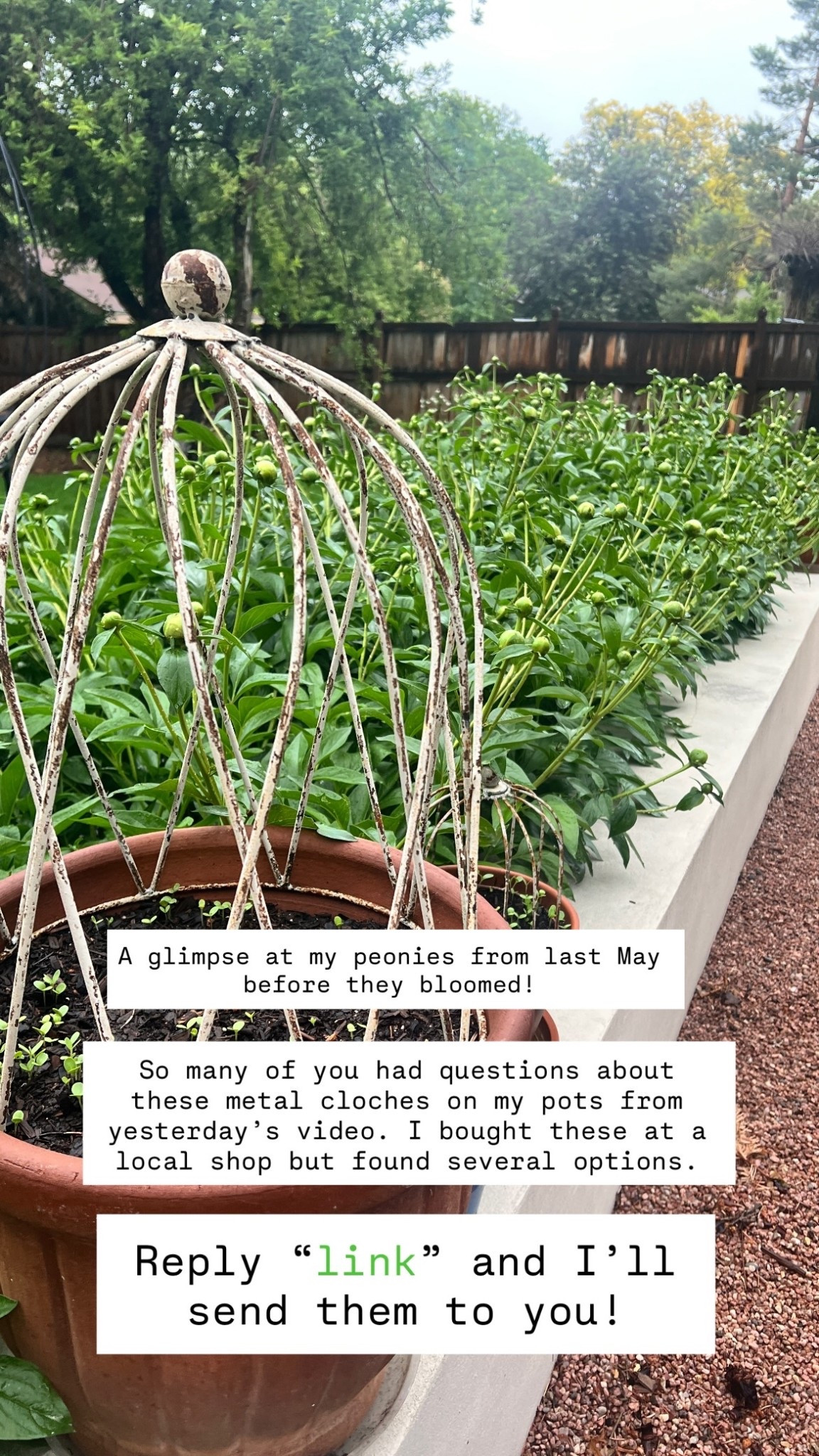 Reply “link” and I’ll send them to you! 

So many of you had questions about these metal cloches on my pots from yesterday’s video. I bought these at a local shop but found several options. 
 A glimpse at my peonies from last May before they bloomed!