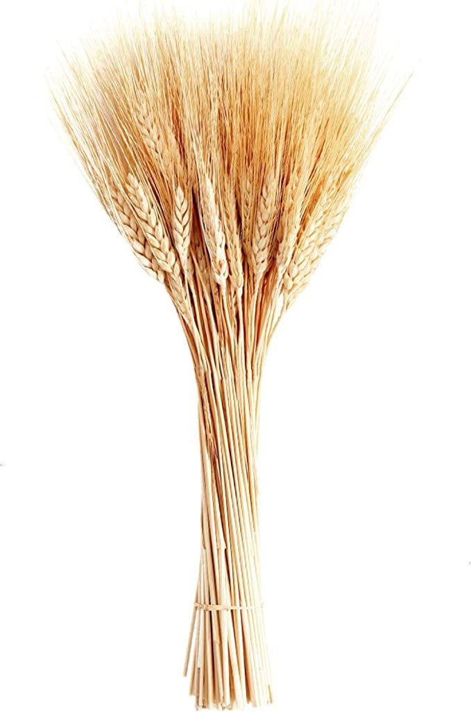 June Fox Dried Wheat Stalks, 100 Stems Wheat Sheaves for Decorating Wedding Table Home Kitchen (1... | Amazon (US)