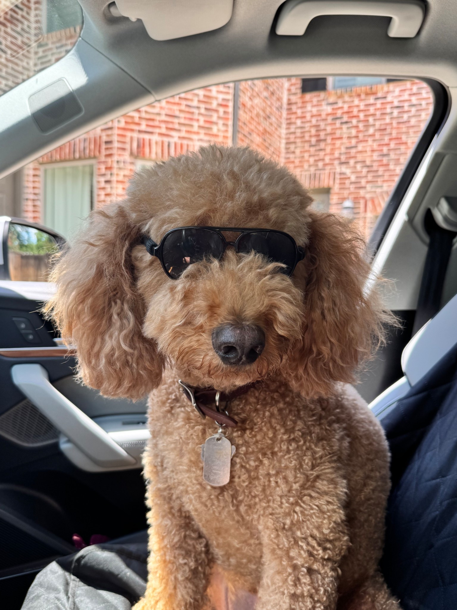 Beaux sunglasses (lol) & our favorite car-seat cover for pets! All from Amazon! 

#LTKTravel #LTKPets #LTKStyleTip