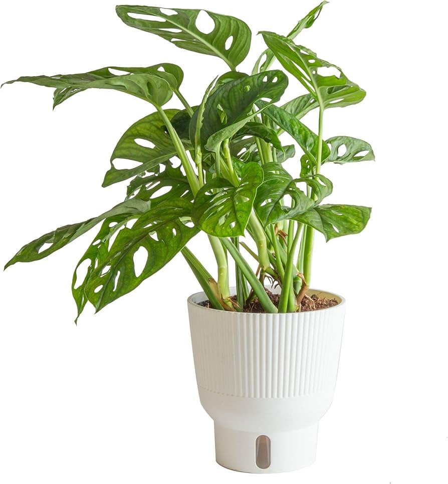 Costa Farms Little Monstera Plant, Easy to Grow Houseplant, Live Indoor Plant Potted in Cute Gard... | Amazon (US)