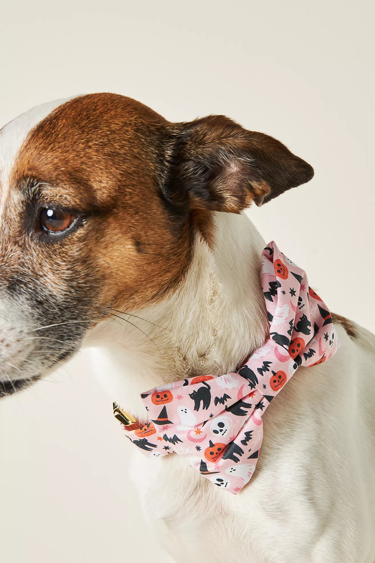 The Foggy Dog Bewitched Dog Bow Tie | Anthropologie (US)