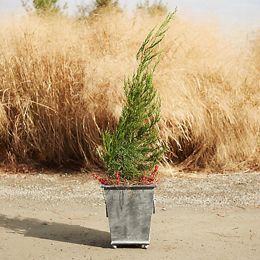 Ring Handle Iron Taper Planter | Terrain