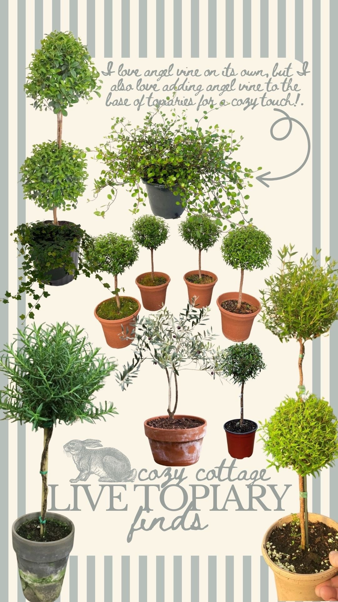 Cozy cottage topiaries 🪴🪴🪴 live topiaries you can buy online! 

#LTKHome #LTKSeasonal