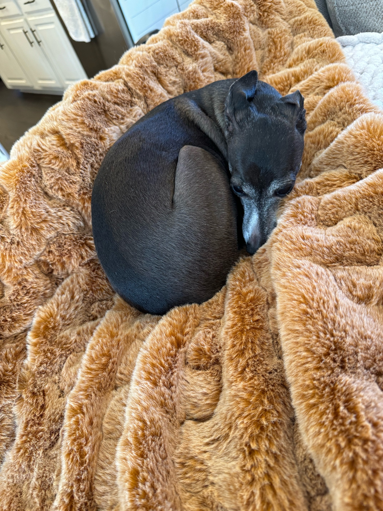 Kodak’s favorite throw blanket is on a limited time sale!!!  Comes in several colors!! 

#LTKsalealert #LTKfindsunder100 #LTKGiftGuide