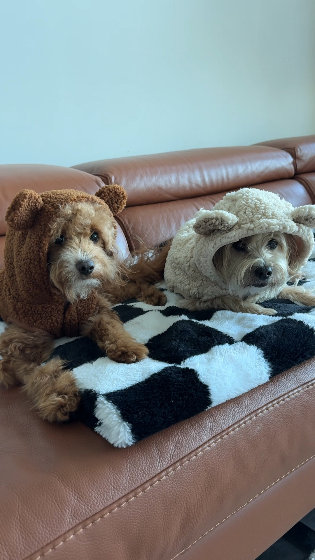 Super easy Halloween costume for your dogs that they can wear all winter. 

#LTKHalloween