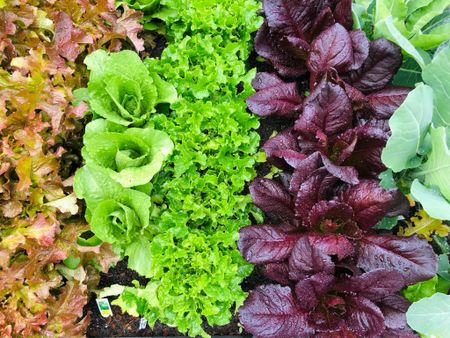 Lettuce in the garden 🪴 

#LTKkids #LTKhome #LTKfamily