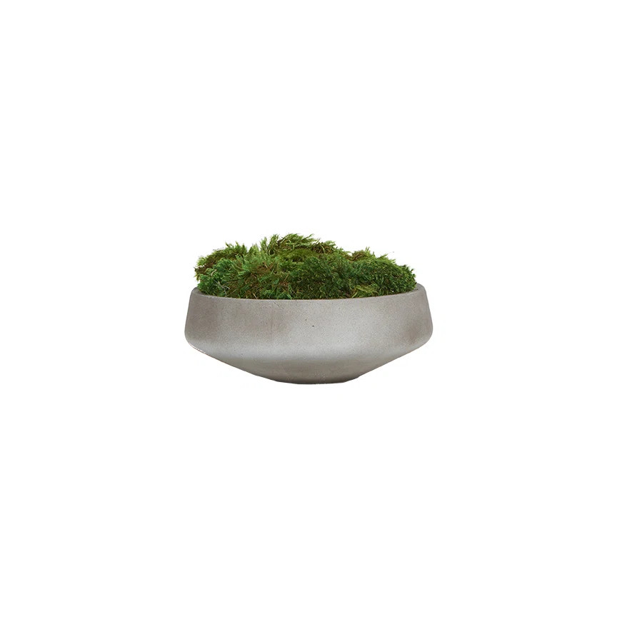 Mood Moss in Large Newport Bowl | Wayfair North America