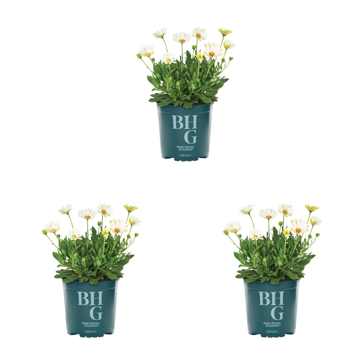 Better Homes & Gardens 2QT White Osteospermum Live Annual Plant Sun 3-Pack | Walmart (US)