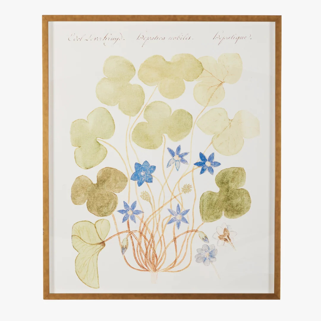 Framed Blue Anemone Bookplate Print | Dear Keaton