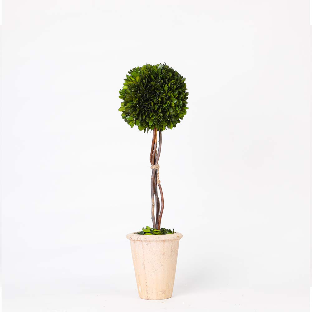 Real Preserved Yellow Evergreen Potted Tree Globe Tree Basin Territory Flower Pot Home Decor Farm... | Amazon (US)