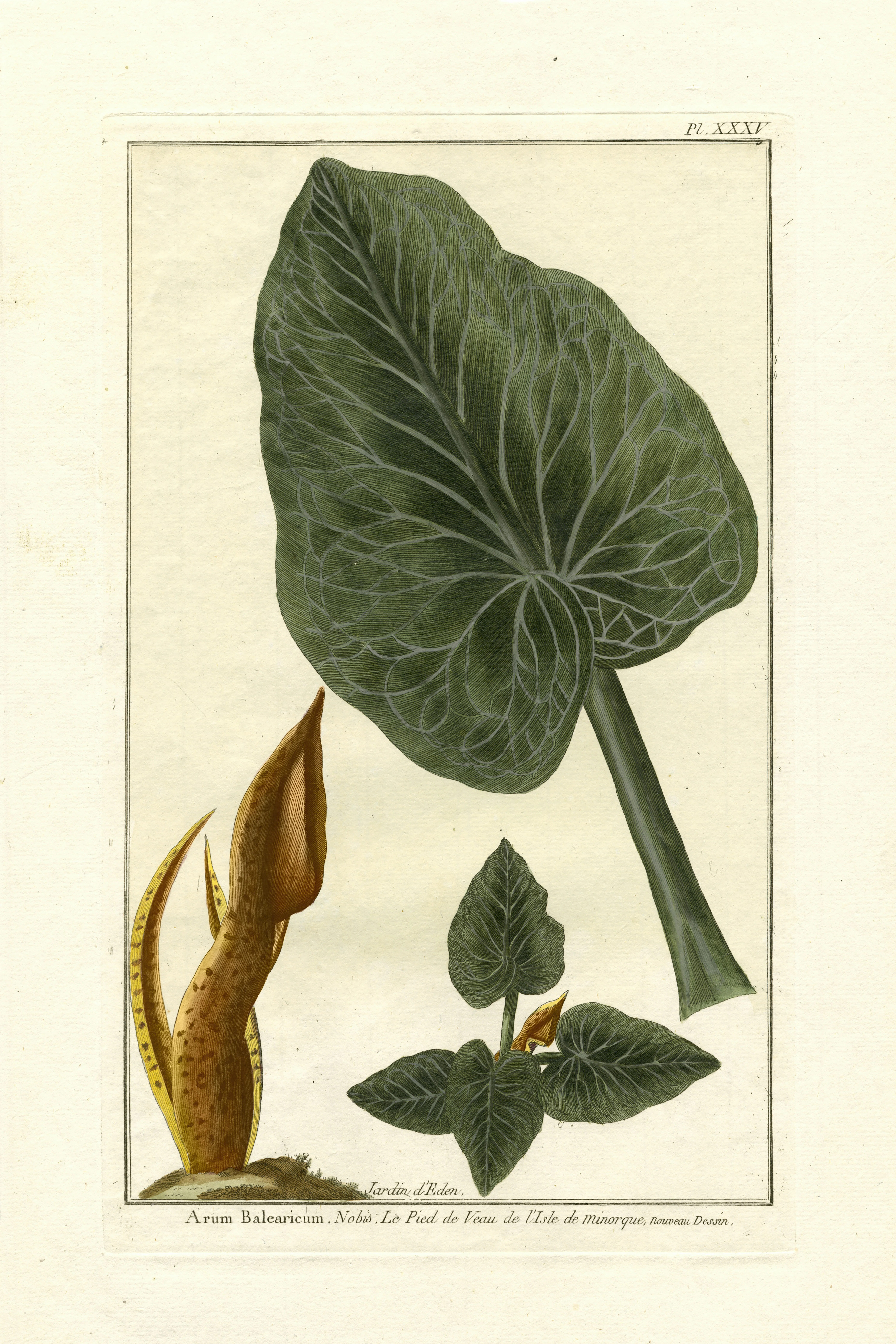 " Botanical By Buchoz (D) II " by Pierre Josep Buchoz Painting Print | Wayfair North America